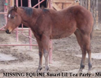 MISSING EQUINE Smart Lil Tea Party - Mia RECOVERED Near Porterville, CA, 93257